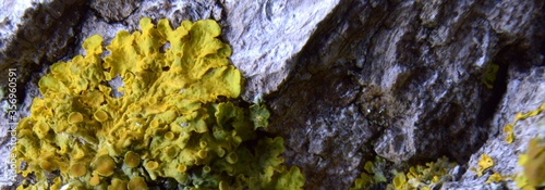 Xanthoria parietina - Lichen at night - Trójmiejski Park Krajobrazowy – Obrzeże – Chwarzno-Wiczlino photo