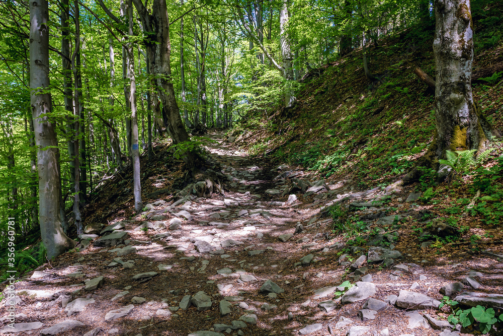 Mountain trail to Wetlina Polonyna montane meadow in Bieszczady Mountains, Poland