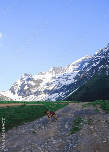 German shepherd on the background of snow-capped mountain peaks