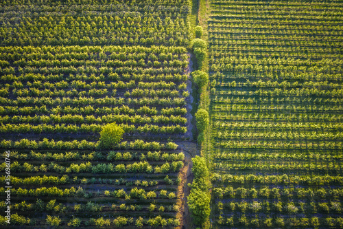 Drone photo of rows of apple trees in Rogow village in Lodz Province of Poland