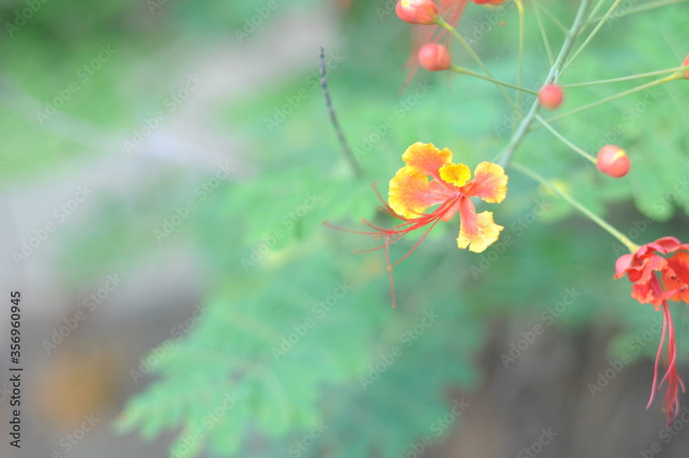 red and yellow flowers red and yellow flowers