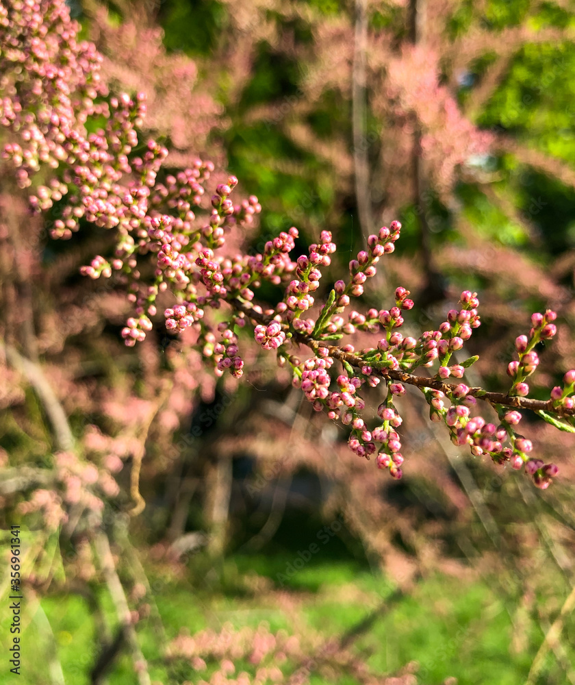 pink flowers in spring