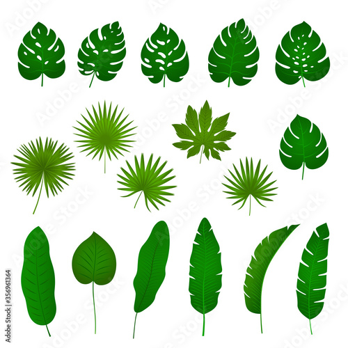 Collection of vector green tropical palm leaves. Gradient. Bright and decorative leaves for your design for fabrics, cards, banners, advertising posters. Isolated on a white background.