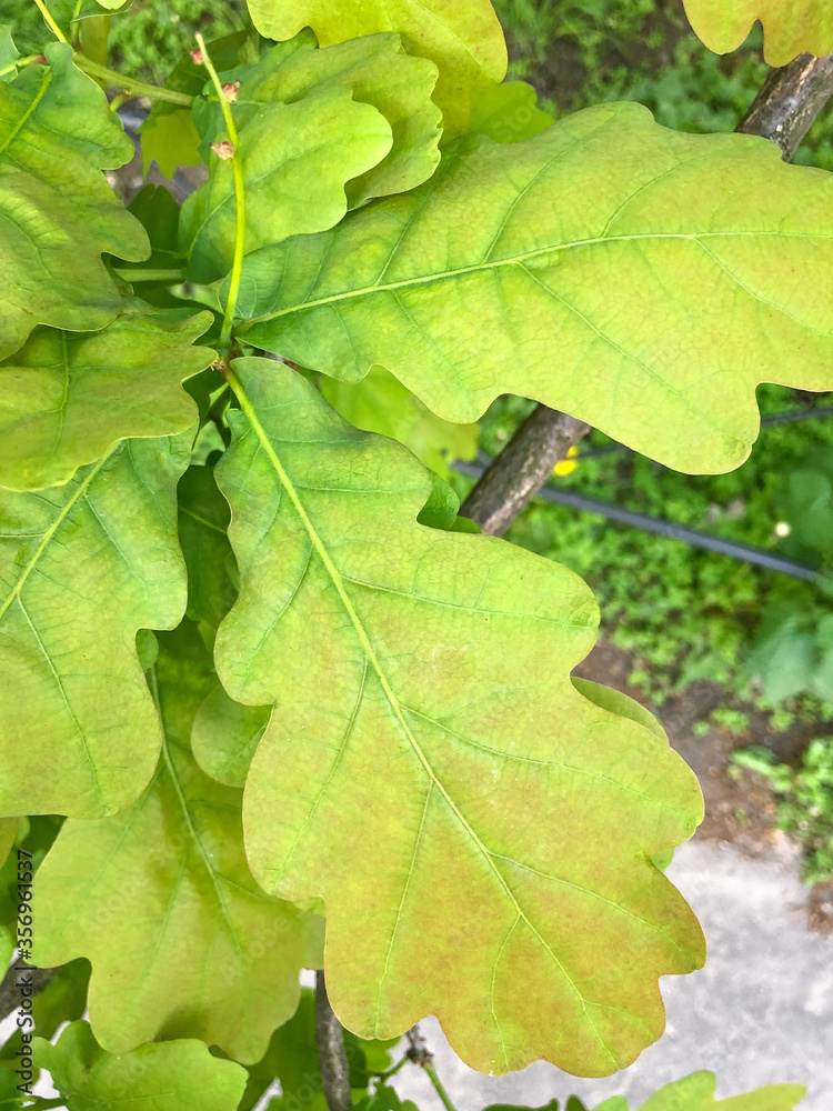 green leaves on a tree green leaves on a tree