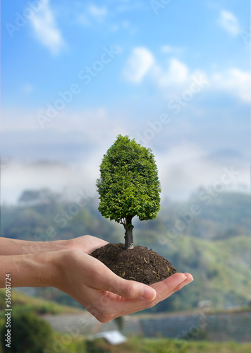 Close up the trees in female hands care of the environment. Ecology concept. On mountain forest background.