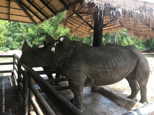 Big rhino in the zoo of thailand. Amazing animals. Traveling around the world.