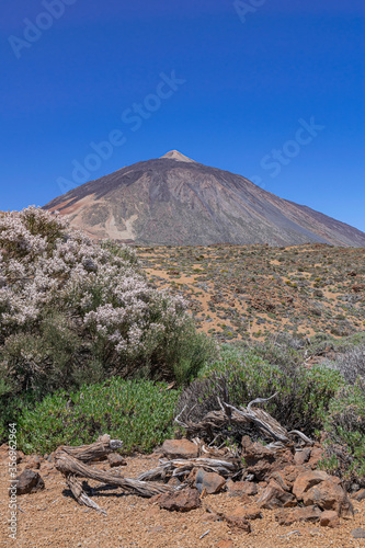 Teide volcanic national park landscape, with Spartocytisus supranubius blooming, Tenerife, Canary islands, Spain photo
