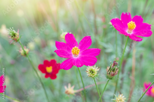 Beautiful pink cosmos flower blossom in garden on blur nature background.