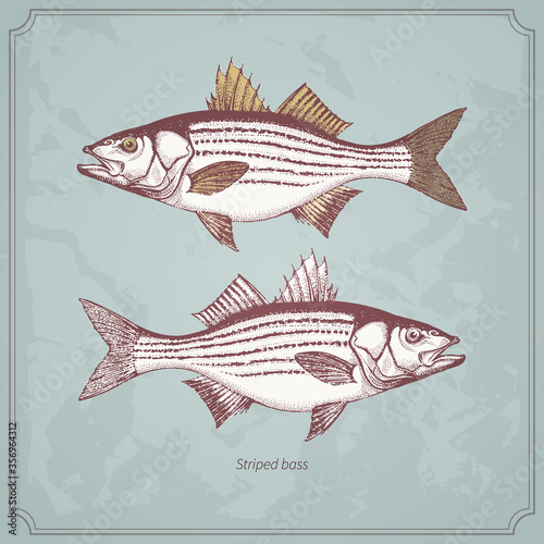Striped bass hand drawn vintage vector illustration. Isolated on retro texture background.