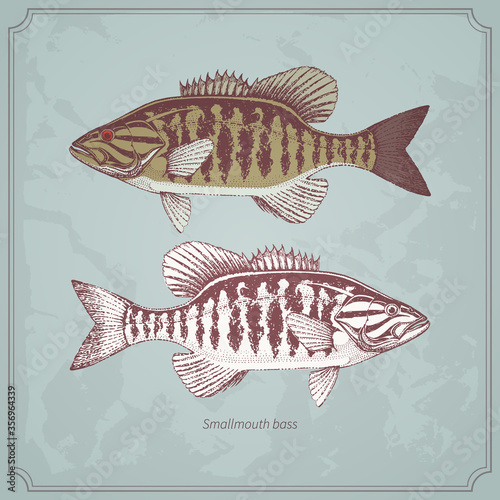 Smallmouth bass hand drawn vintage vector illustration. Isolated on retro texture background.