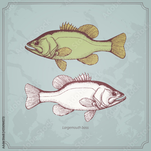 Largemouth bass hand drawn vintage vector illustration. Isolated on retro texture background.