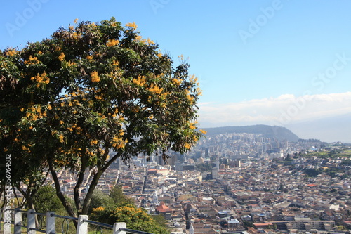 A tree overlooking Quito, Ecuador, the volcanic mountains can be seen in the distance.  photo