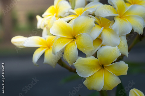 frangipani flowers or plumeria flowers Bouquet on branch tree in morning garden background with Sunlight. Plumeria white and yellow petal blooming is beauty in garden background.