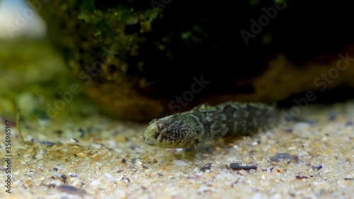 tubenose goby, Proterorhinus semilunaris, funny juvenile saltwater fish in Black Sea marine biotope aquarium, notorious invasive alien species attentively stares at camera on sand bottom photo