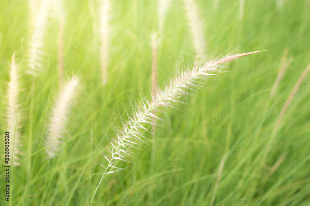 Blurred flowers of African Fountain Grass, Fountain Grass, white Grass swaying along the wind in the ornamental garden with blurry green background in the morning :Nature background. Blurred flowers of African Fountain Grass, Fountain Grass, white Grass swaying along the wind in the ornamental garden with blurry green background in the morning :Nature background.