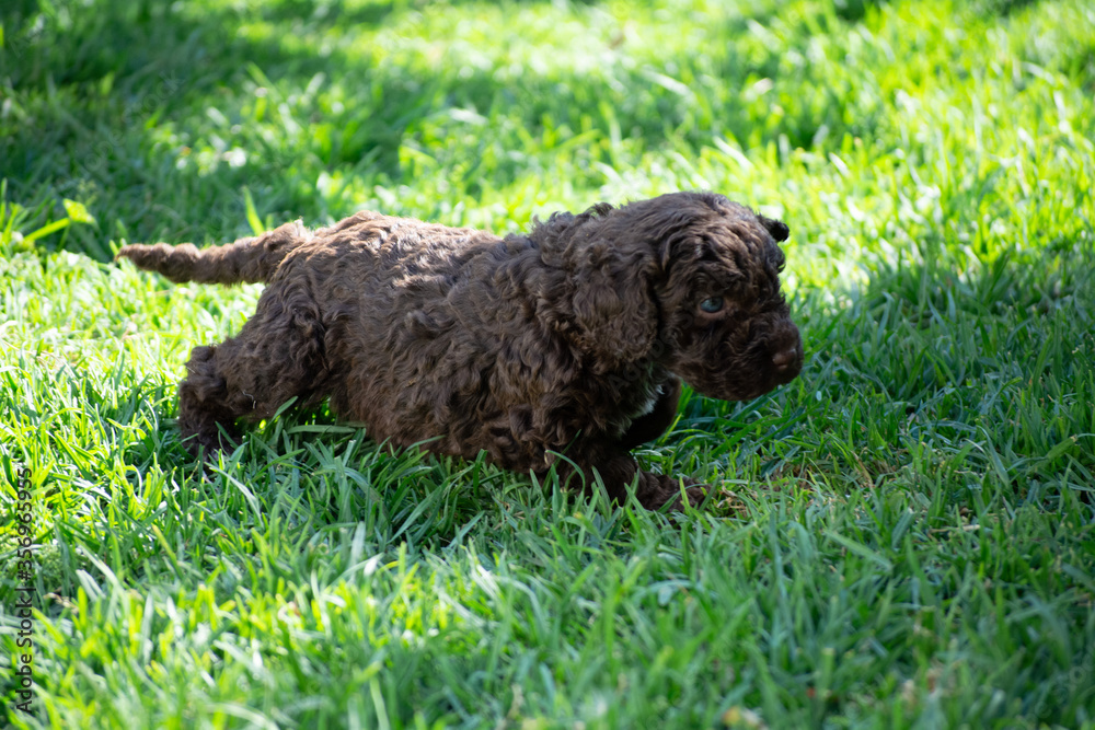 cachorros de perro de agua español cachorros de perro de agua español