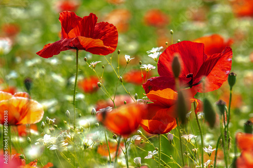 Poppy flower is very beautiful.