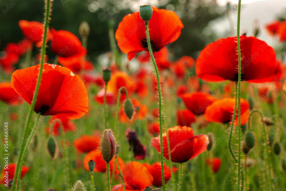 Naklejka premium Poppy flower is very beautiful.