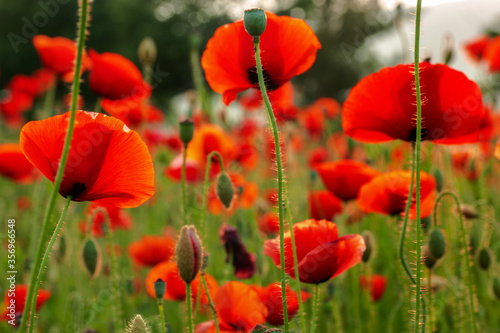 Poppy flower is very beautiful.