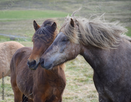 Friends. Two Icelandic horses in contact. Bay and dapple gray. © Susanne Fritzsche
