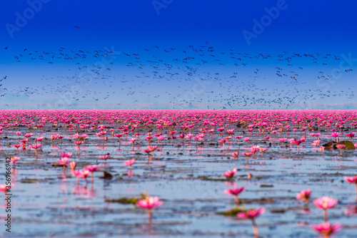 Pink water lilies with birds in the lake, Udonthani, Thailand.