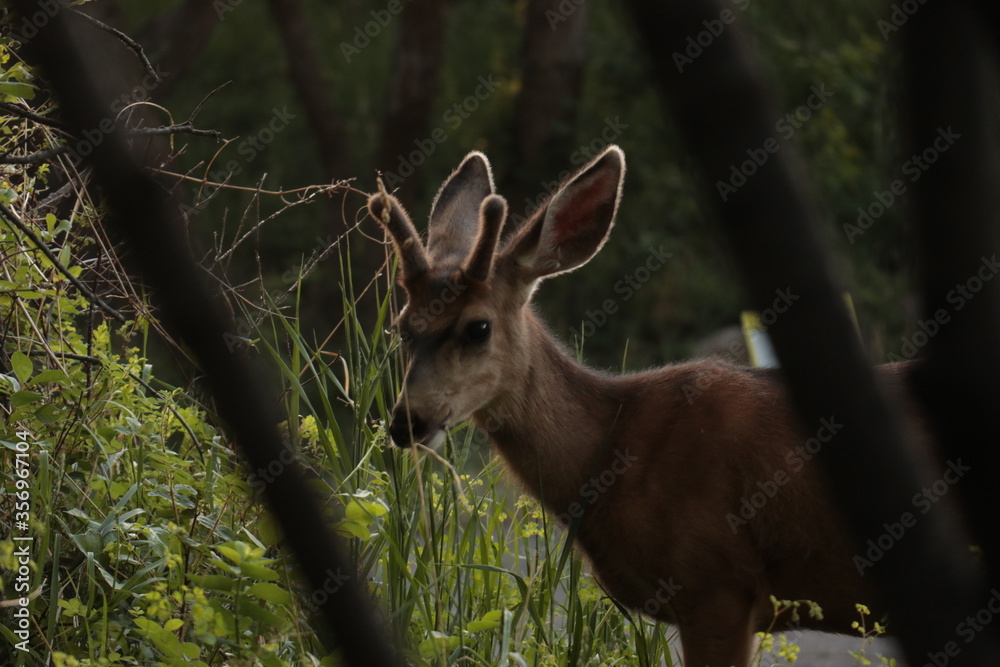 Mule deer in grass Mule deer in grass