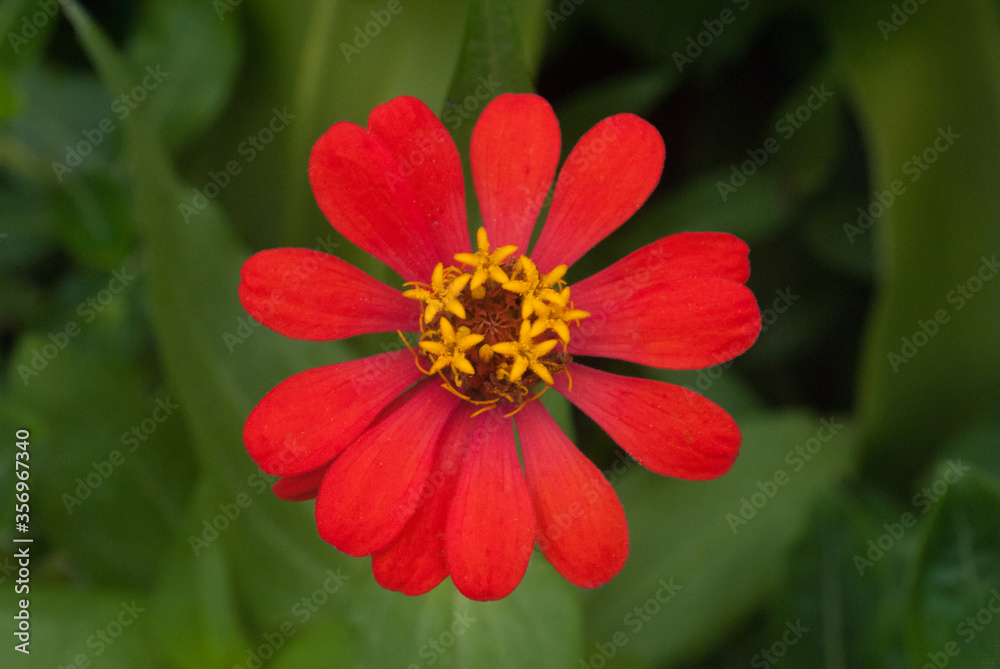 red zinnia red zinnia
