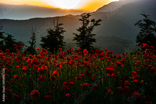 Poppy flower is very beautiful.