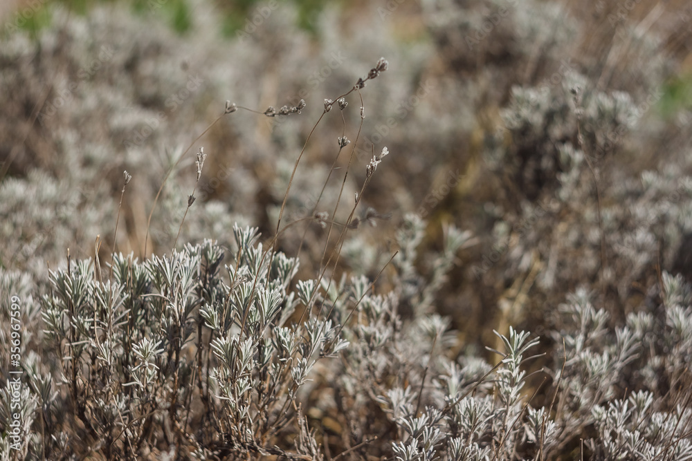 Lavender. Nature background of silver foliage. The small depth of field Lavender. Nature background of silver foliage. The small depth of field