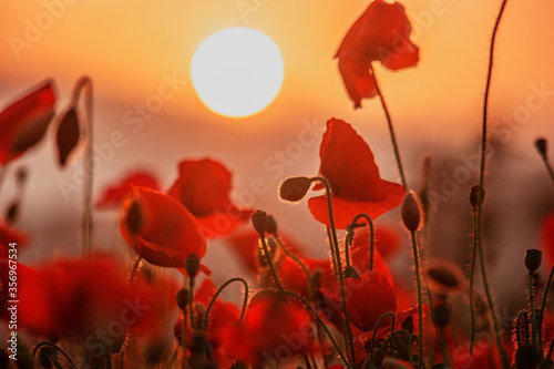 Poppy flower is very beautiful.