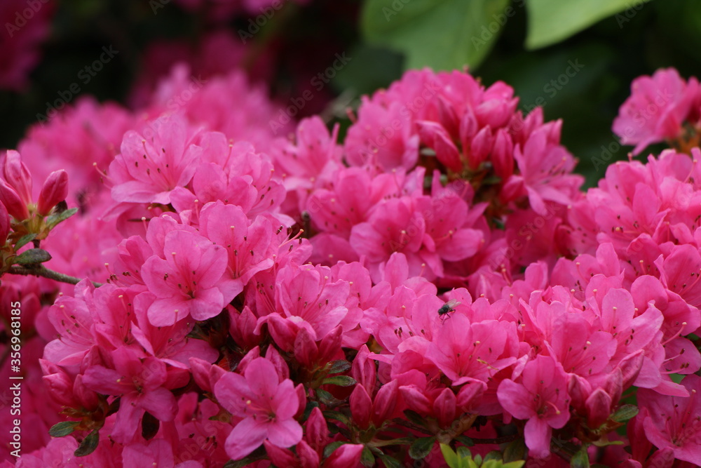 Pink azalea flowers