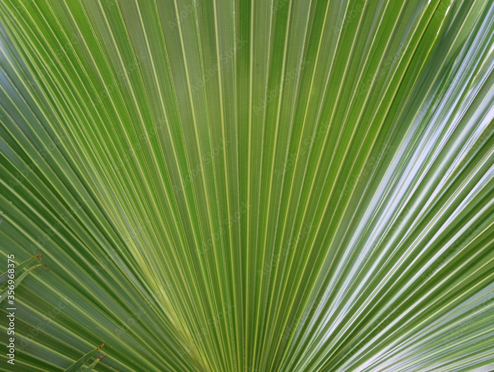 The natural texture of green palm tree leaf The natural texture of green palm tree leaf