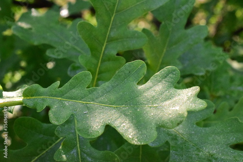 green oak leaf with dew drops © Евгений Дорохин