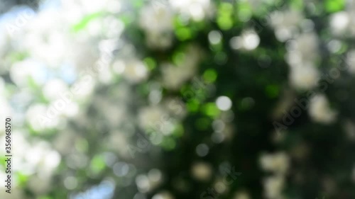Blurred background. Branches sway in the wind creating stunning bokeh.