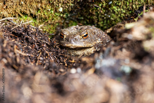 Portrait of a toad in a forest
