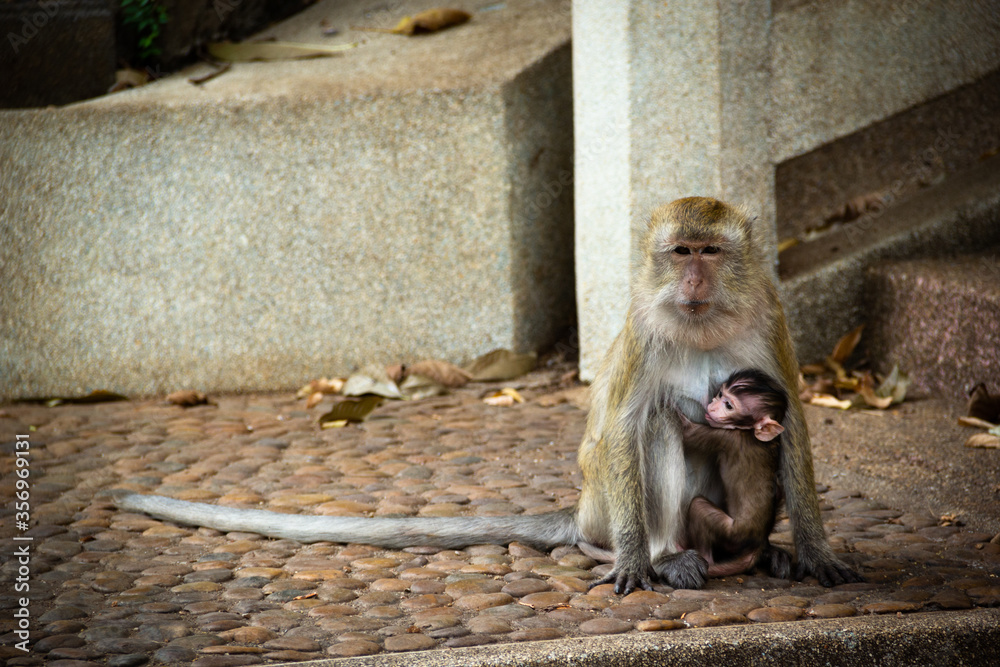 Mono amamantando a su hijo cerca de la cueva del tigre