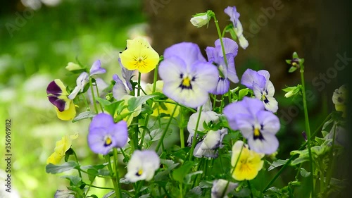 Beautiful and delicate violets bloomed on a sunny day