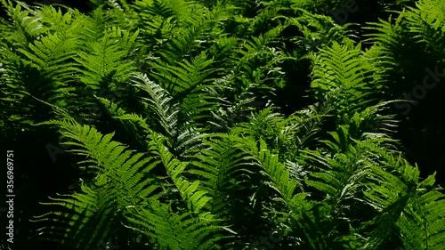 Fern leaves sway in the wind. Background, texture