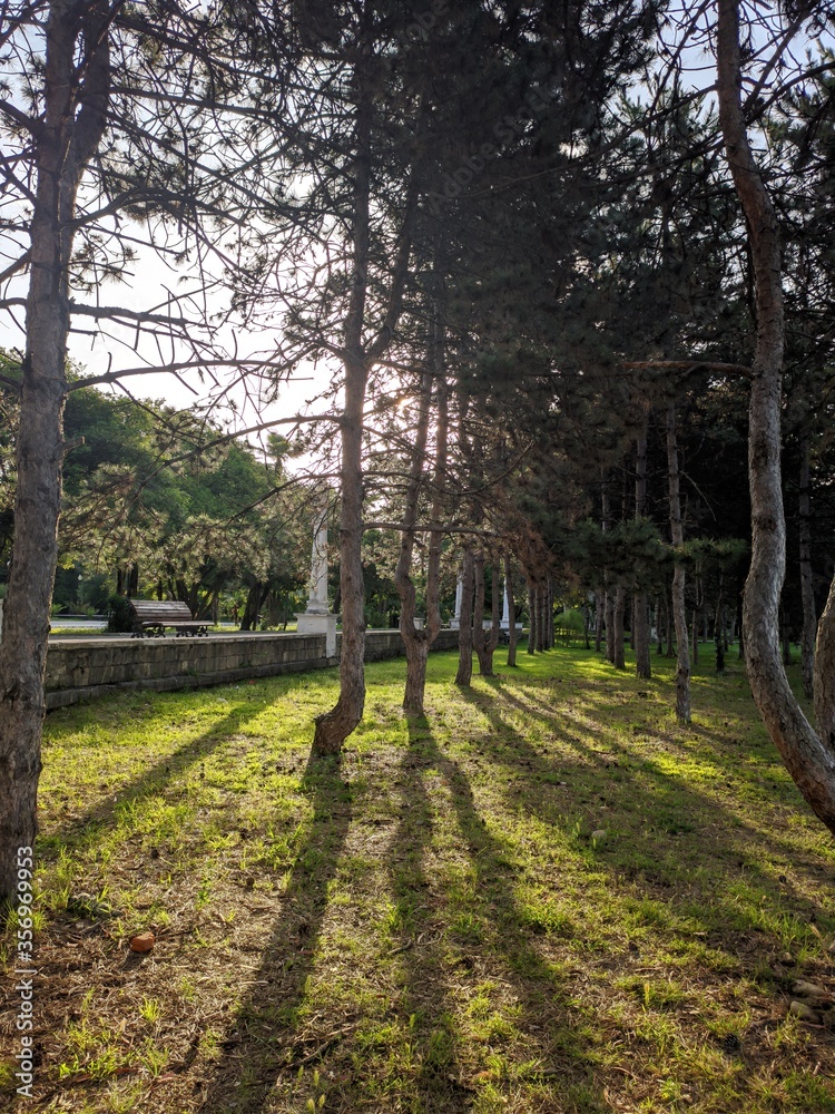 Obraz premium path in the woods