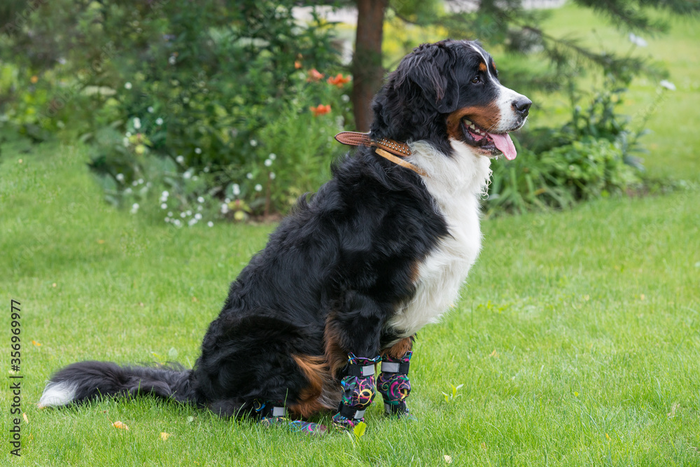 One large Bernese mountain dog sits on a sunny day on a green lawn in special shoes for dogs One large Bernese mountain dog sits on a sunny day on a green lawn in special shoes for dogs