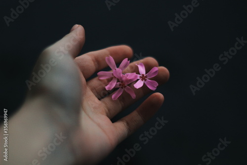 woman holding pink orchid