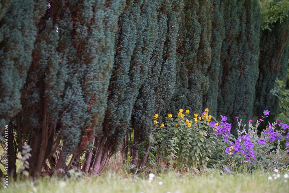 Hecken Pflanzen aus Lebensbäumen mit Blumen in einem Garten Stock 写真