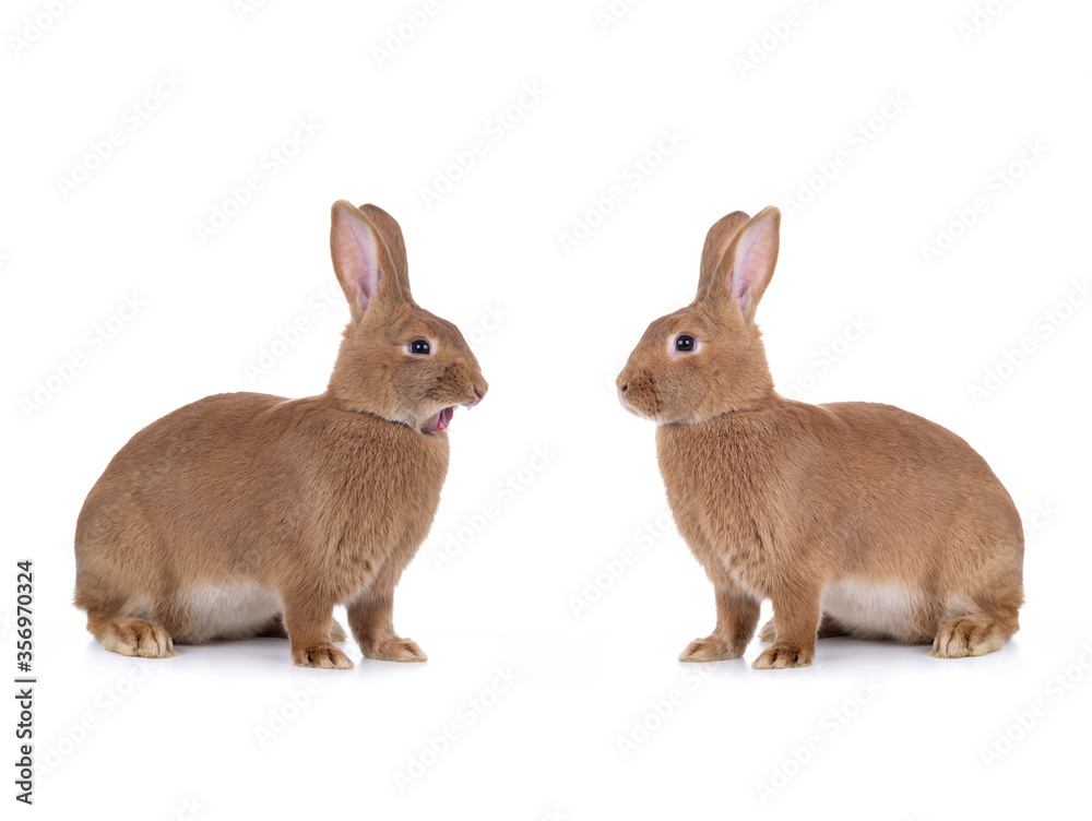two Brown bunny sitting on a white background.