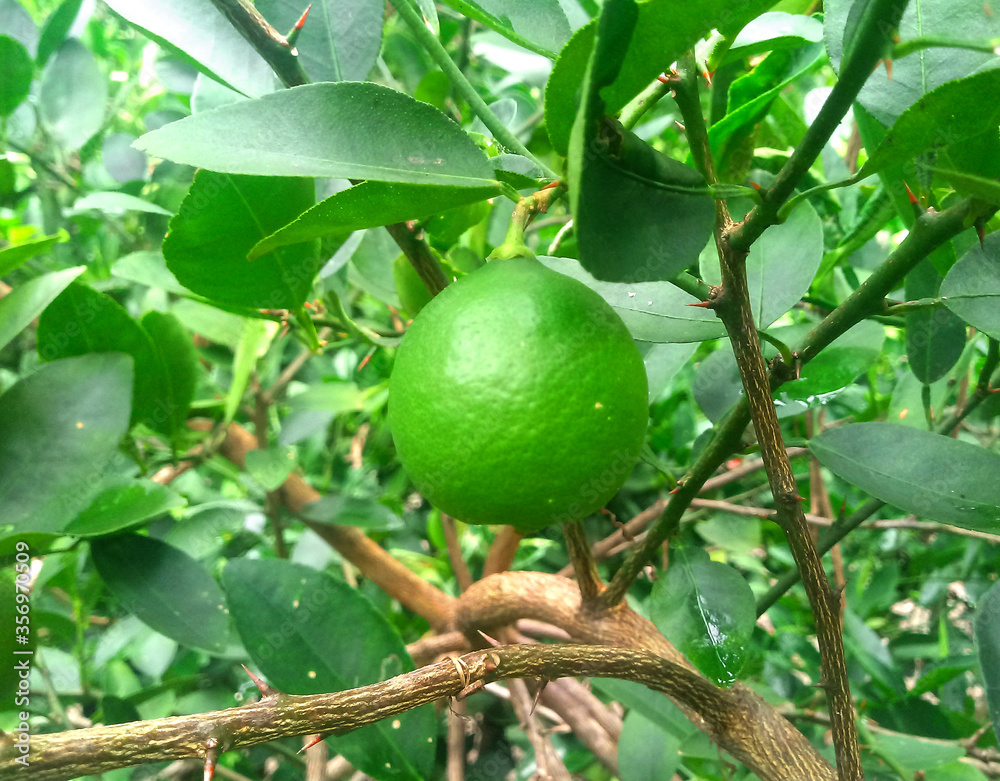 green lemon developing and ripening amid the thorns of your tree green lemon developing and ripening amid the thorns of your tree