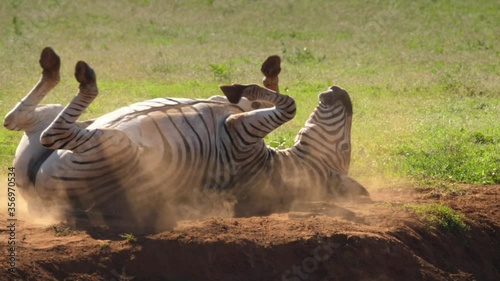 Zebra rolls over on his back to scratch itself kicking up dust