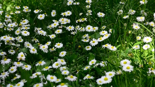 Tender white daisies amid green grass sway in the wind