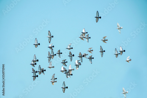 Flying a group of pigeons with a photograph on the blue sky 