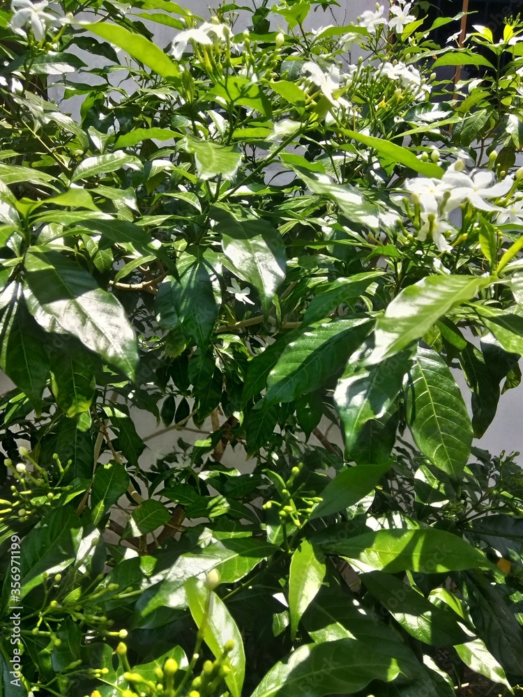 green leaves background green leaves background