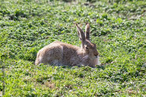 Fototapeta Naklejka Na Ścianę i Meble -  Large fluffy hare lies on the green grass on a sunny summer day. Selective focus