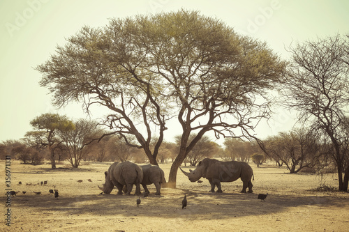 Canvas Print Dinner time in Africa - Namibia